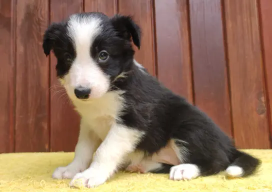Szczeniak BORDER COLLIE z Hodowli - Rasowa suczka z pełną do 2