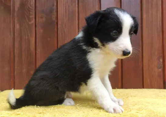 Szczeniak BORDER COLLIE z Hodowli - Rasowa suczka z pełną do 3