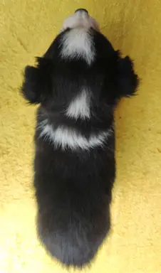 Szczeniak BORDER COLLIE z Hodowli - Rasowa suczka z pełną do 4