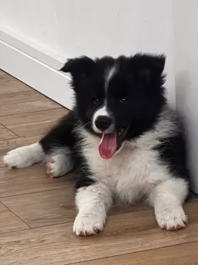 Wyjątkowy piesek Border Collie FCI - gotowy do kochania! 2