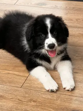 Wyjątkowy piesek Border Collie FCI - gotowy do kochania! 1
