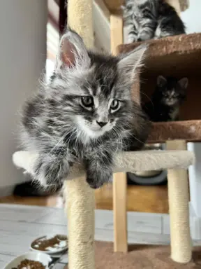 Śliczne Kotki Maine Coon 1