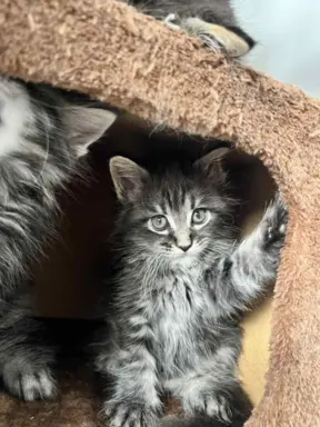 Śliczne Kotki Maine Coon 3