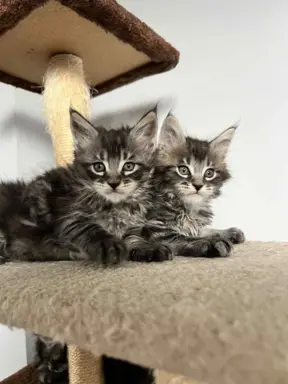 Śliczne Kotki Maine Coon 4