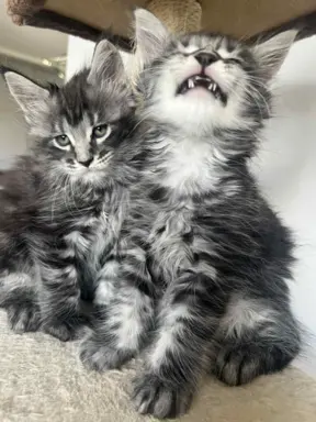 Śliczne Kotki Maine Coon 5