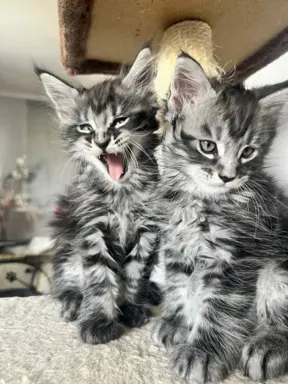 Śliczne Kotki Maine Coon 6
