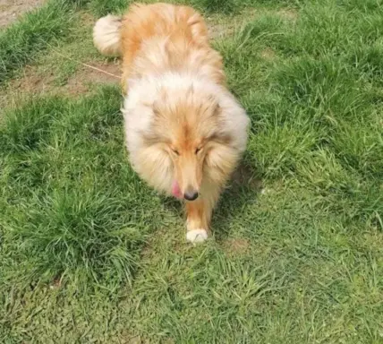 Pies owczarek szkocki collie 3