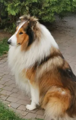 Pies owczarek szkocki collie 4