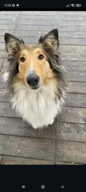 Pies owczarek szkocki collie 7