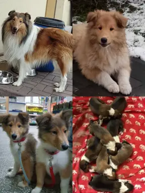 Pies owczarek szkocki collie 6