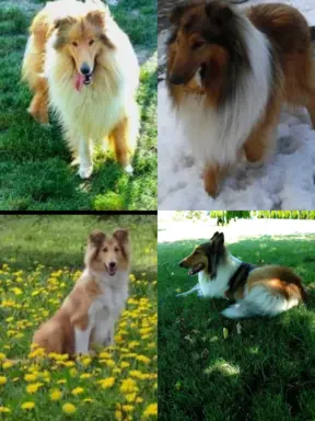 Pies owczarek szkocki collie 5