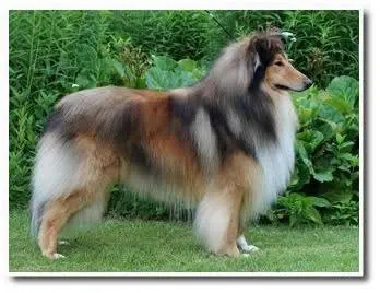 Pies owczarek szkocki collie 8