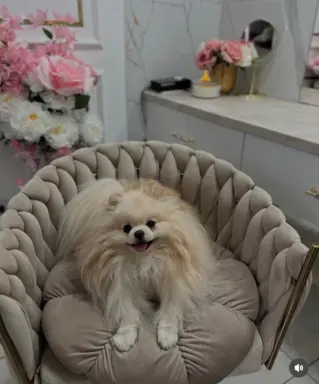 Reproduktor cream pomeranian szpic Lorens cudowny 1