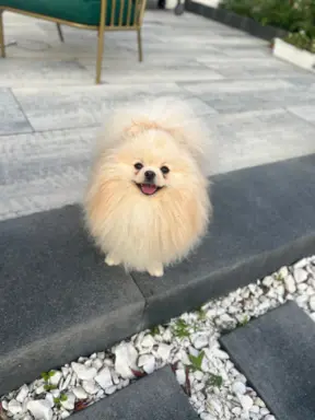 Reproduktor cream pomeranian szpic Lorens cudowny 2