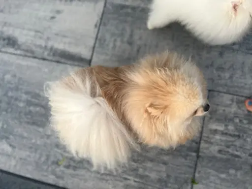 Reproduktor cream pomeranian szpic Lorens cudowny 3