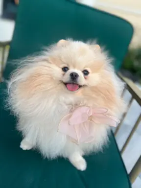 Reproduktor cream pomeranian szpic Lorens cudowny 4