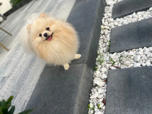 Reproduktor cream pomeranian szpic Lorens cudowny 5