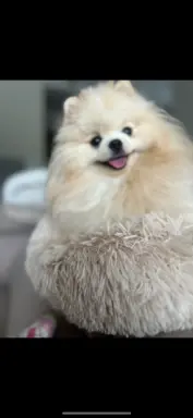 Reproduktor cream pomeranian szpic Lorens cudowny 6