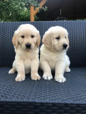 Golden Retriever,szczenięta! 2