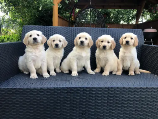 Golden Retriever,szczenięta! 3