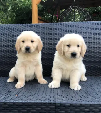 Golden Retriever,szczenięta! 4