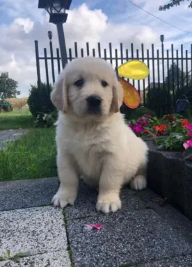 Golden Retriever,szczenięta! 5