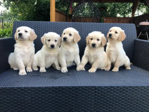Golden Retriever,szczenięta! 6