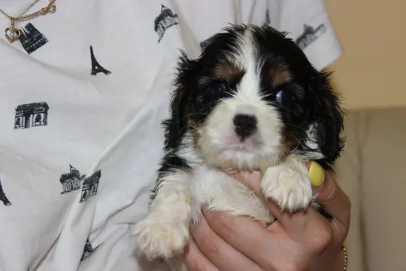 Cavalier King Charles Spaniel szczeniaczki ZKwP po CH.PL. 3