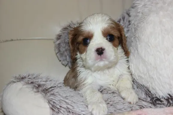 Cavalier King Charles Spaniel szczeniaczki ZKwP po CH.PL. 4
