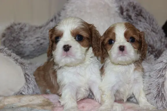 Cavalier King Charles Spaniel szczeniaczki ZKwP po CH.PL. 1