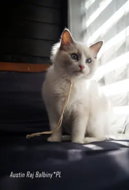 Ragdoll kocięta FPL 1