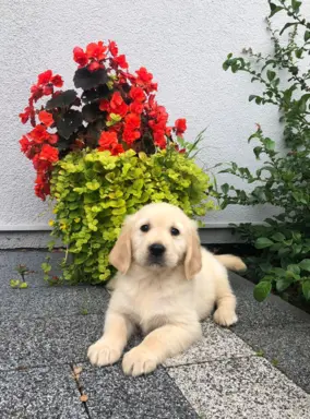 Golden Retriever,szczenięta! 1