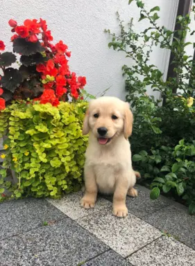 Golden Retriever,szczenięta! 7
