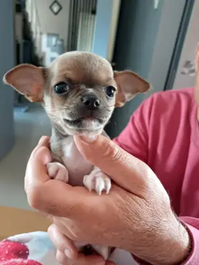 CHIHUAHA Krótkowłosa Niebieska 3