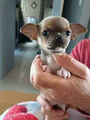 CHIHUAHA Krótkowłosa Niebieska 1