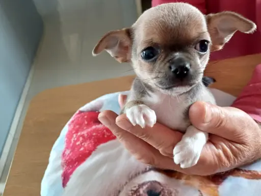 CHIHUAHA Krótkowłosa Niebieska 2