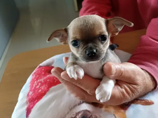 CHIHUAHA Krótkowłosa Niebieska 4