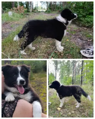 Wyjątkowy piesek Border Collie FCI - gotowy do kochania! 1
