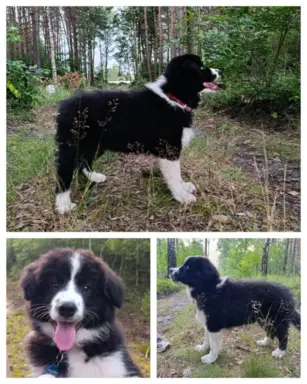 Wyjątkowy piesek Border Collie FCI - gotowy do kochania! 2