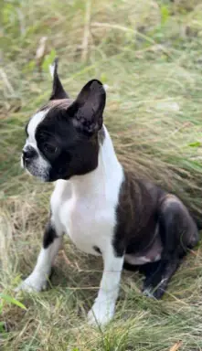 Suczki boston terrier 1