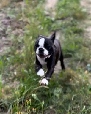 Suczki boston terrier 2