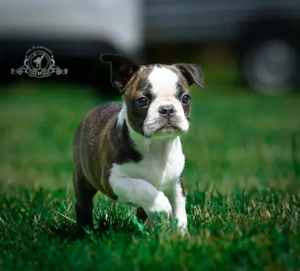 Suczki boston terrier 4