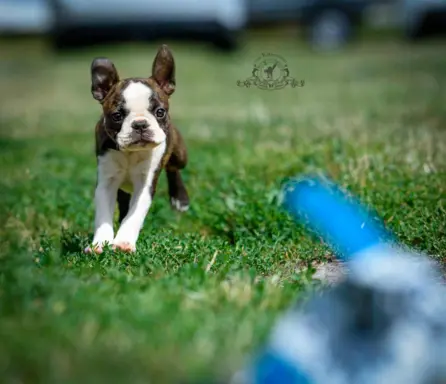 Suczki boston terrier 5