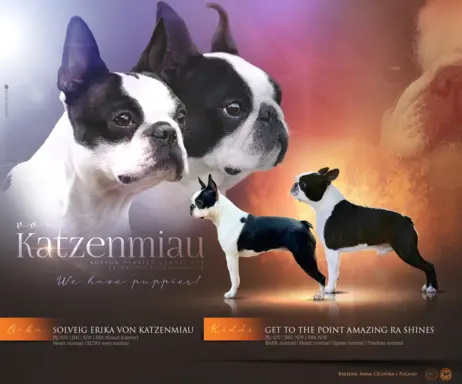 Suczki boston terrier 6