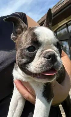 Suczki boston terrier 8