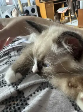 Kocurek Ragdoll seal mitted -   odbiór połowa sierpnia 2