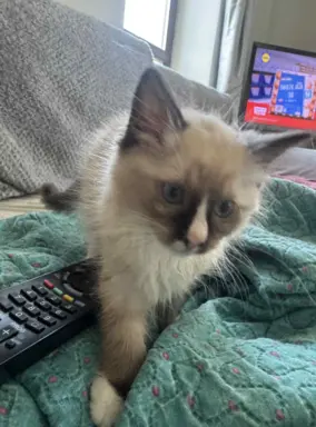 Kocurek Ragdoll seal mitted -   odbiór połowa sierpnia 3
