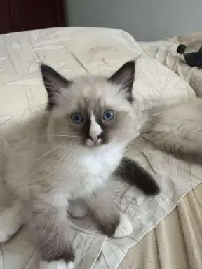 Kocurek Ragdoll seal mitted -   odbiór połowa sierpnia 1