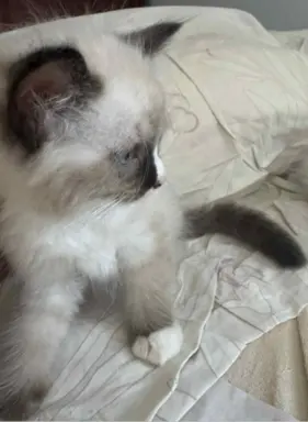Kocurek Ragdoll seal mitted -   odbiór połowa sierpnia 6