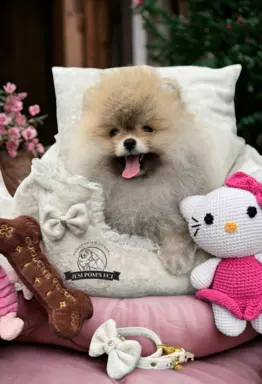 Przepiękna suczka Pomeranian Szpic Miniaturowy FCI 2